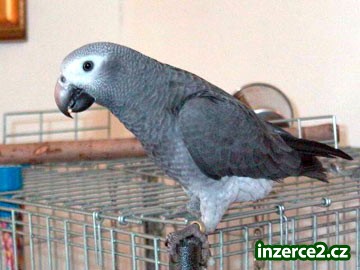 African Grey Parrots for Sale_2 232431_2.jpg