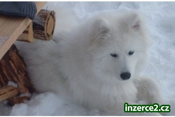 Samoyed muž na prodej!_1 232791_1.jpg