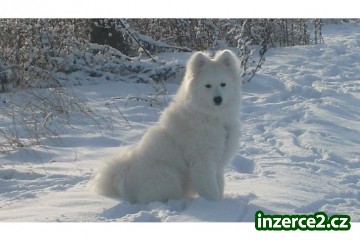 Samoyed muž na prodej!_2 232791_2.jpg