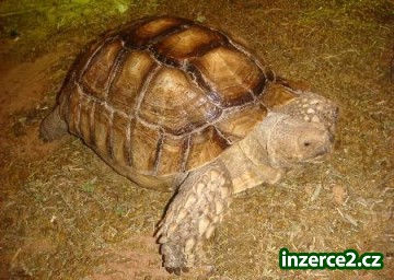 Sulcata MUŽI NA PRODEJ_1 232807_1.jpg