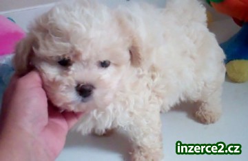 krásné Shichon štěně na prodej_1 233486_1.jpg