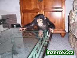 sladké opice dítě šimpanz na prodej_1 233492_1.jpg