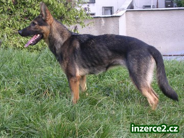 Fenka NO_1 2335_1.jpg