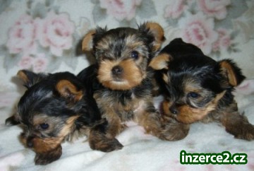 Yorkshire terrier s Pp_1 234276_1.jpg