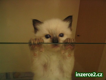 Ragdoll - kočkopes_1 234570_1.jpg