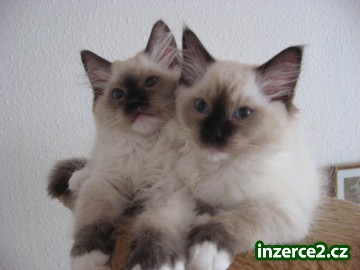 Ragdoll - kočkopes_2 234570_2.jpg