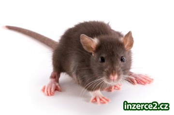 Hubení štěnic a jiného obtížného hmyzu a škodlivých hlodavců_1 234777_1.jpg