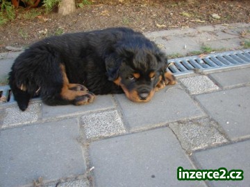 Štěňata rtw_1 234780_1.jpg