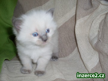 Koťata Ragdoll_1 235376_1.jpg