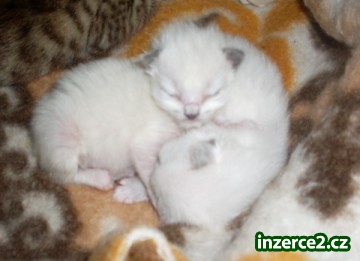 Koťata Ragdoll_2 235376_2.jpg