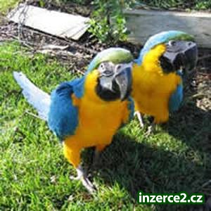 Mám pár modré a zlaté macaws._1 235512_1.jpg