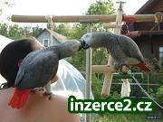 krotké a přátelské afrických šedá papoušci_1 235514_1.jpg