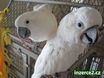 Pár kakadu pro páníčky_1 235515_1.jpg