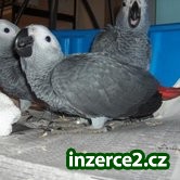 Africké Grey papoušci na prodej._1 235999_1.jpg