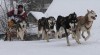 SIBIŘSKÝ HUSKY 236059_t.jpg