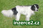 Hledáme domov pro opuštěného pejska Turba_1 236407_1.jpg