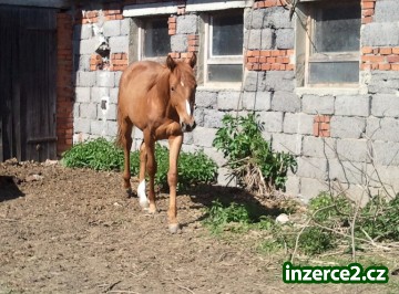 prodám hodnou kobylku_1 236619_1.jpg