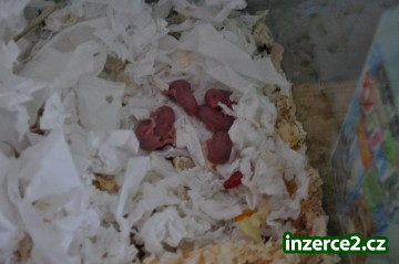 NABÍZÍM MLADÉ KŘEČÍKY ROBOROVSKÉHO_1 236759_1.jpg