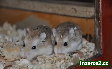 NABÍZÍM MLADÉ KŘEČÍKY ROBOROVSKÉHO_2 236759_2.jpg
