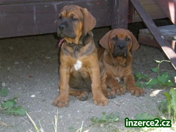 Tosa Inu štěňátka_1 236824_1.jpg