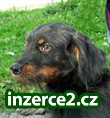 Hledáme domov pro pejska Zorinka_1 237130_1.jpg
