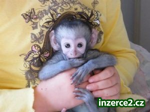 Rozkošný kapucín opice pro přijetí_1 237432_1.jpg