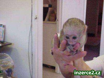 velmi roztomilé, šťastné a zdravé Baby kapucín opice_1 237433_1.jpg