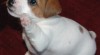 Krátké Jack Russells chovaná pro temperament pro přijetí 237443_t.jpg