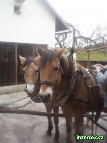 Prodám valacha_2 237489_2.jpg
