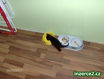 černé koťátko_1 237736_1.jpg