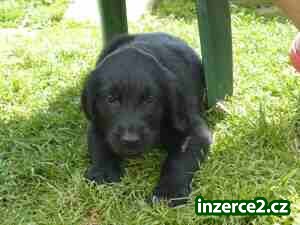 Štěňata Flat Coated Retriever_1 237764_1.jpg