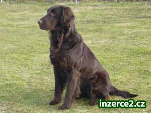 Štěňata Flat Coated Retriever_2 237764_2.jpg