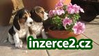 Beagles TRICOLORES francouzský linka pro přijetí_1 238415_1.jpg