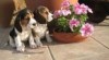 Beagles TRICOLORES francouzský linka pro přijetí 238415_t.jpg