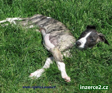 vipet-whippet_2 238732_2.jpg