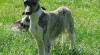vipet-whippet 238732_t.jpg