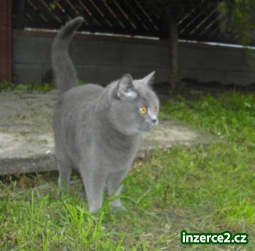 Britská modrá_2 238744_2.jpg