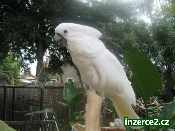 kakadu ptáci k dispozici_2 238758_2.jpg