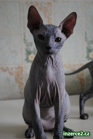 Kočička Donský Sphynx s Pp_1 239202_1.jpg