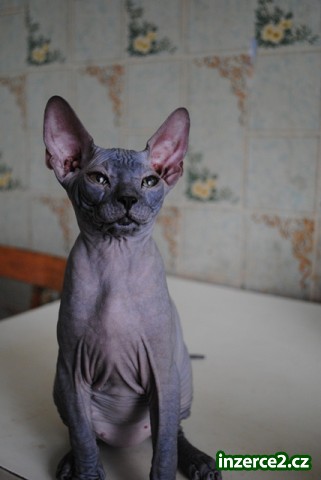 Kočička Donský Sphynx s Pp_2 239202_2.jpg