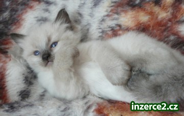 Ragdoll_1 239230_1.jpg