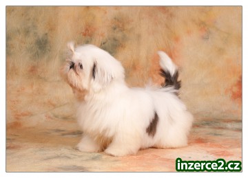 SHIH-TZU psík_1 239238_1.jpg