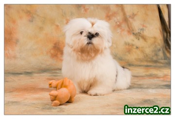 SHIH-TZU psík_2 239238_2.jpg