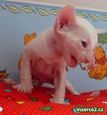 CRX - cornish rex - kornyšrex - koťata_1 23934_1.jpg