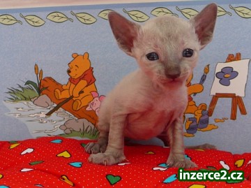 CRX - cornish rex - kornyšrex - koťata_2 23934_2.jpg