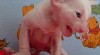 CRX - cornish rex - kornyšrex - koťata 23934_t.jpg