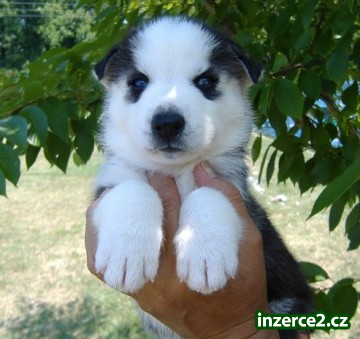 Tady je můj malý hezký siberain Husky zdarma přijetí_2 240754_2.jpg