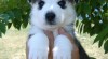 Tady je můj malý hezký siberain Husky zdarma přijetí 240754_t.jpg