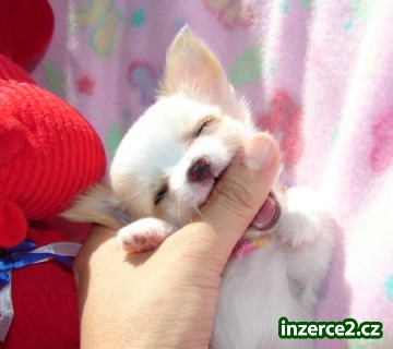 Můj malý pes Chihuahua tady je můj volný přijetí_1 240757_1.jpg