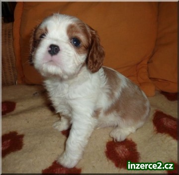 Kavalír King Charles Spaniel s PP_2 241354_2.jpg